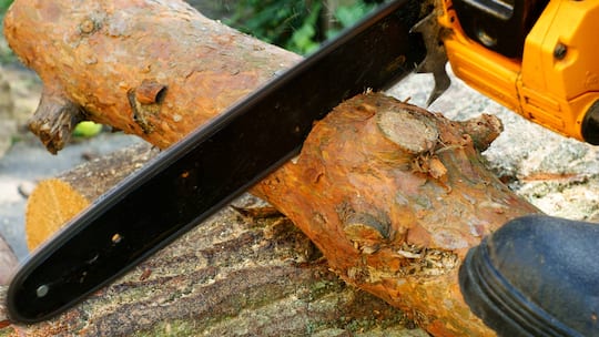 Muss Mieter Bäumefällen bezahlen?