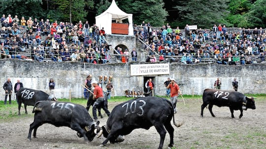Das Duell der Dickschädel