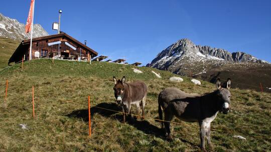 Murmeli und Langohren