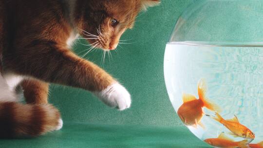 Das Büsi vor dem Richter