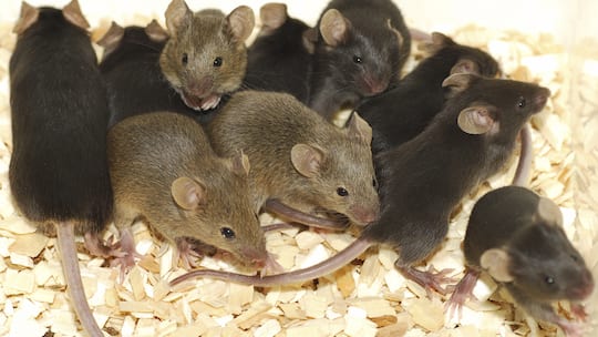 Leihpartner gegen die Einsamkeit