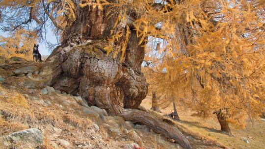 Sechs bäumige Geschichten