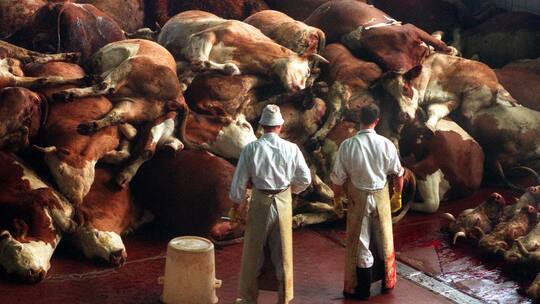 «Der kleinste Fehler könnte wieder zu BSE führen»