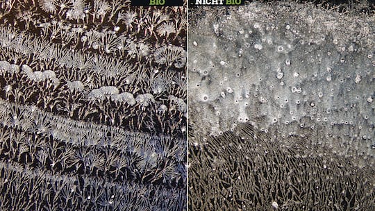 Apfel unter dem Mikroskop