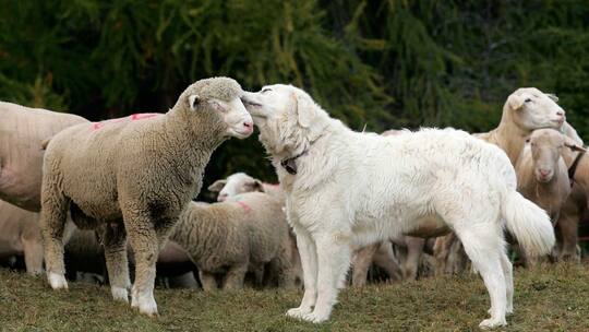 Amtsschimmel gegen Hund