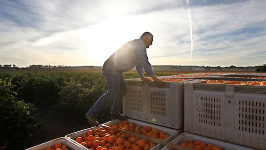 Weitgereiste Biofrüchte