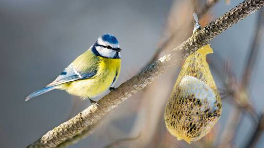 Soll man Vögel im Winter füttern?
