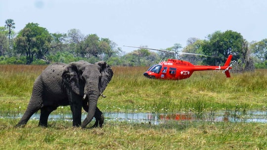Die Rega von Okavango