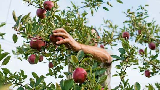 Schlauer Bauer macht Kasse
