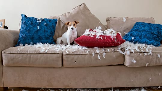 Bello und die Paragraphen