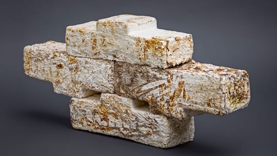 Der Pilz, aus dem die Mauern sind