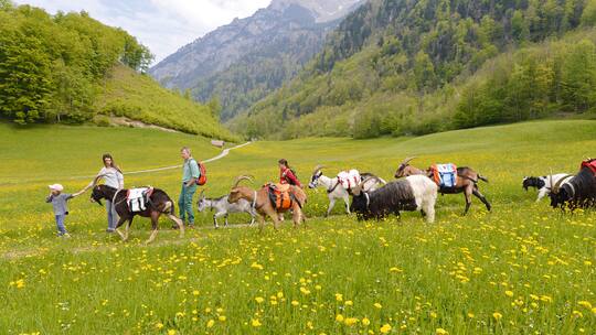 Mit Packgeissen im Glarnerland