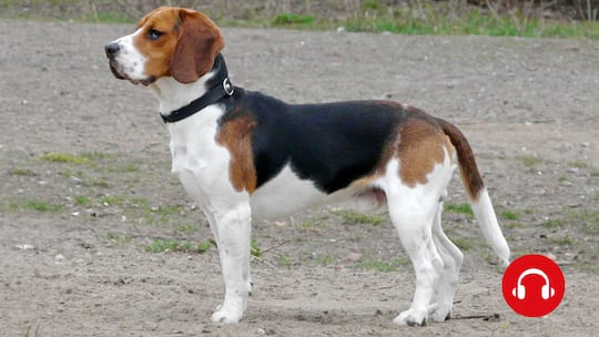 Ärger mit freilaufendem Hund