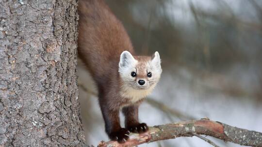 Kündigung wegen Marderschäden gerecht?
