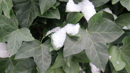 Evergreens gegen den Winter-Blues