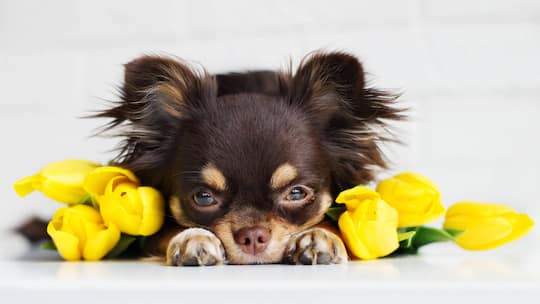 Vorsicht bei Angeboten im Internet
