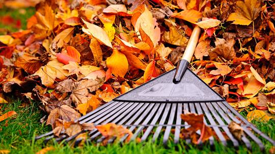 So überstehen Pflanzen den Winterschlaf