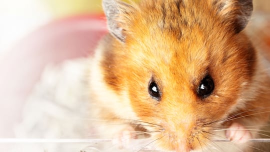 Warum nagt mein Hamster am Käfiggitter?