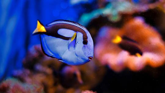 Woher kommen unsere Aquarienfische?