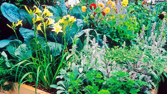 Diverse Gewächse in einem Hochbeet