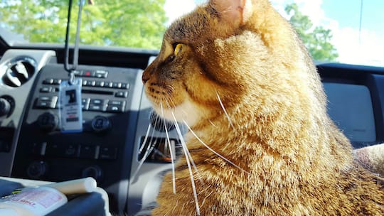 Wie dürfen Haustiere mitfahren?