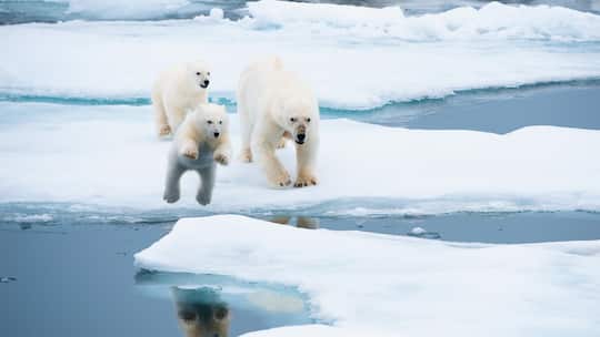 Das Jahr der Eisbären