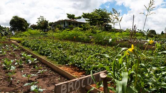 Alle Vorteile liegen bei den Kleinbauern