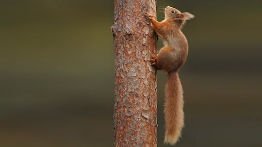 Wipfelstürmer in Not