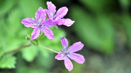 Mauerblümchen im Rampenlicht