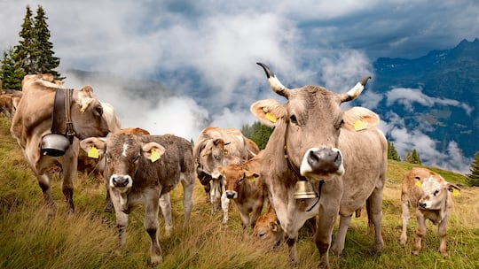 Endlich eine volle Kuh