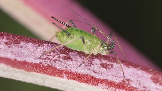 Faszinierende Facetten