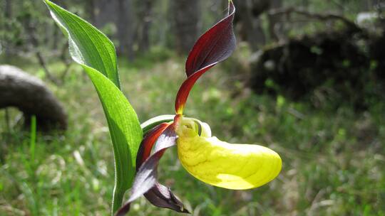 Rare Schönheiten im Nationalpark