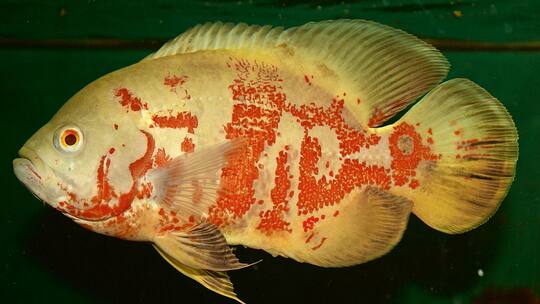 Asyl für heimatlose Fische