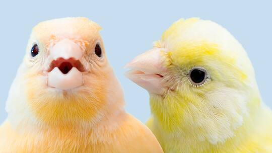 Gibt es die Pille für Vögel?