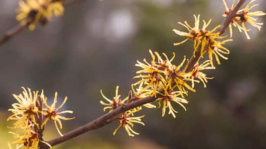 Natürlicher Balsam für die Haut