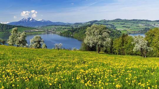 PJPAHY View of Lake Zug and Mount Pilatus, in front of the blossoming field of dandelions and pear trees, Walchwil, Canton Zug