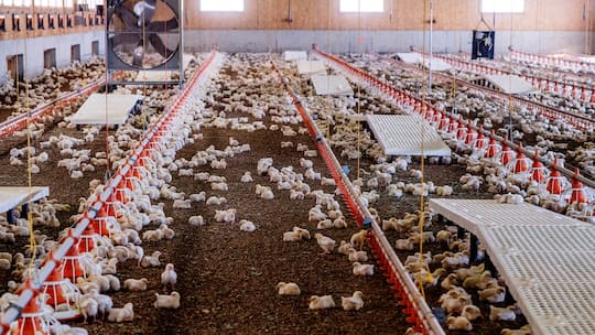 Optigal-Mastbetrieb im Waadtland