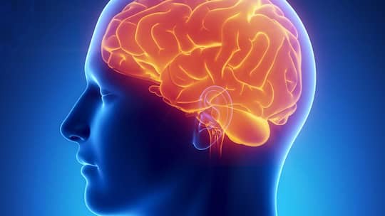 Es geht auch (fast) ohne Hirn