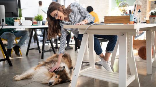 Eine Mitarbeiterin in einem Grossraumbüro streichelt einen Hund, der neben ihr auf dem Boden liegt - Sind Hunde in Schweizer Büros erlaubt? Die Antwort lautet in der Regel: Nein. Jedoch gibt es eine Ausnahme