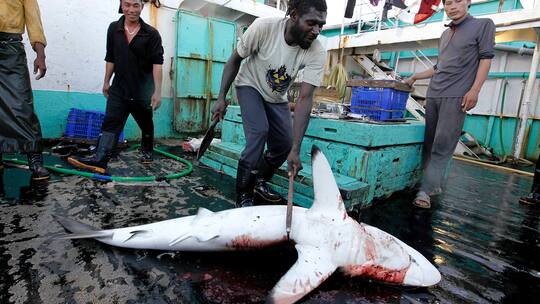 Fischer schlachtet Haifisch