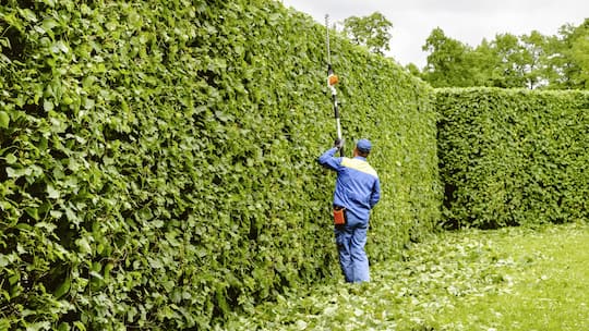 Ein Gärtner trimmt eine Hecke