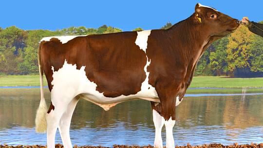 Hardy P ist einer der Topstiere im Katalog von Swissgenetics. Er hat 4649 Töchter. Eine Samendose von ihm kostet 43 Franken und ist ungesext. Das heisst: Die Chancen auf ein männliches oder ein weibliches Kalb sind gleich.