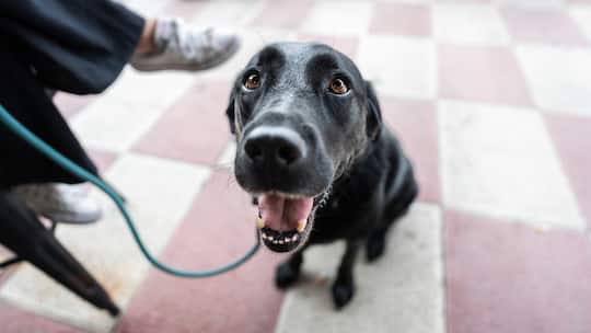 Happy black labrador retriever dog panting and looking up with leash on urban tiled floor