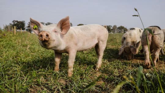 Symbolbild - glückliches Bio-Schwein für eine neue Studie, die zeigt, dass Bio-Bauern deutlich weniger vom Verkaufspreis ihrer Produkte erhalten als konventionelle Bauern.11.09.2020, Kamp-Lintfort, Nordrhein-Westfalen, Deutschland - Oekolandbau NRW…