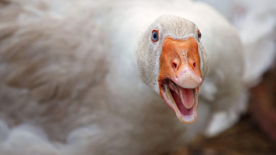 2J8MH7E Beak and Face of White Goose. The duck is aggressive she is angry and hissing