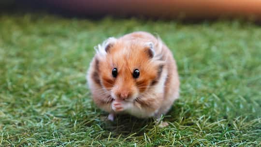 Hamster im Gras