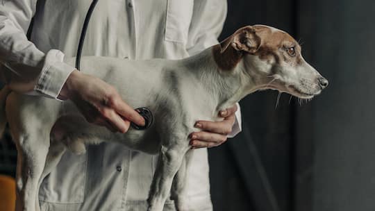Veterinarian using a stethoscope to examine a Jack Russell Terrier indoors
Original File Name: 2211339760