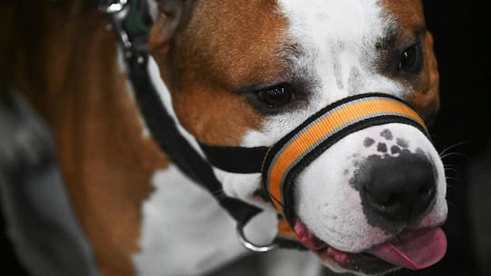 Russia Dog Show 9047090 15.11.2025 An American Staffordshire Terrier is pictured during the Eurasia dog show at the Crocus Expo International Exhibition Centre in Krasnogorsk, outside Moscow, Russia. Kirill Kallinikov / Sputnik Moscow Russia PUBLICAT…