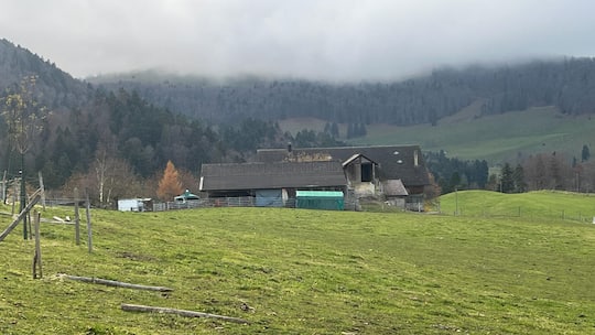 Der Solothurner Veterinärdienst hat einen Hof in Ramiswil SO geräumt und über 100 kranke und unterernährte Hunde eingeschläfert. Die Tierhalterin wird wegen Verstosses gegen das Tierschutzgesetz angezeigt.