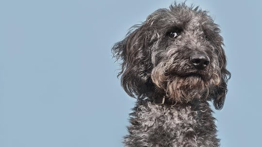 Studio portrait of a grey Labradoodle with a humorous and suspicious look on his face.